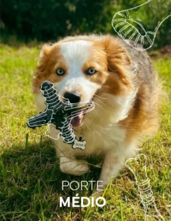 Porte Médio